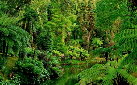 Green forest - nature, green, summer, forest