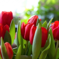 Red tulips