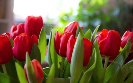 Red tulips - nature, flowers, red tulips, green leaves