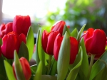 Red tulips