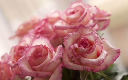 Pink roses - roses, romantic, beautiful, pink roses, photography, beauty, romance, lovely, love, flower, pink, flowers