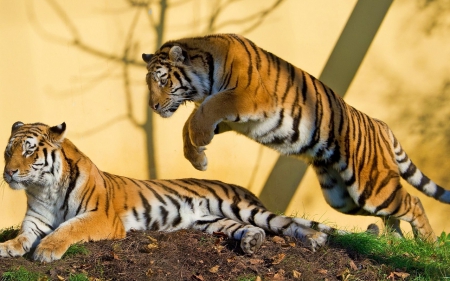 Tigers - cats, animal, wild animals, Tigers