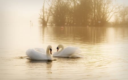 Swans - lake, animals, tree, swans, birds