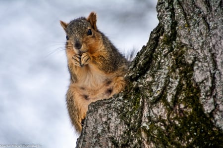 Cuddly little critter - cute squirrel, squirrel eating, Cuddle little critter, squirrel