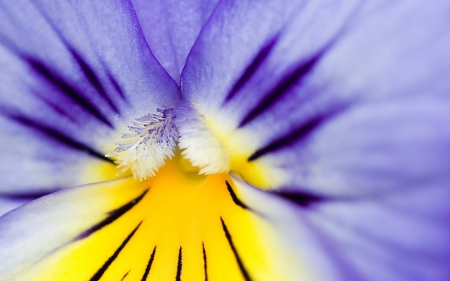 Pansy - abstract, skin, close-up, yellow, blue, spring, flower, purple, macro, pansy, texture