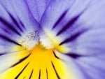 Pansy