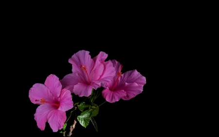 Pink hibiscus - black, hibiscus, flower, pink