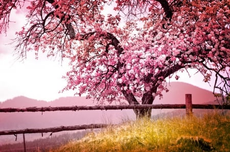 Spring blossoms - pretty, blossoms, beautiful, fragrance, spring, grass, meadow, lovely, fence, freshness, pink, blooming, tree, flowering, scent, field