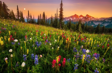 Mountain wildflowers - sky, freshness, hills, colorful, meadow, sunset, lovely, spring, nature, beautiful, grass, wildflowers