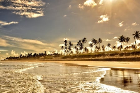 beach - beach, trees, sunset, palm, sand