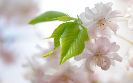 Blossom - white, nature, blossom, green, flowers