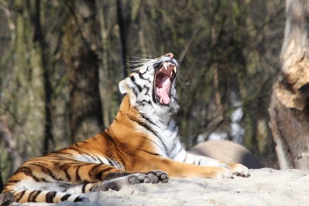 Siberian tiger - animal, tiger, nature, cat