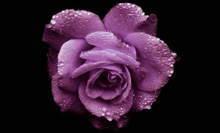 Stunning Purple Rose - Rose, Purple, Nature, Flowers, Beautiful