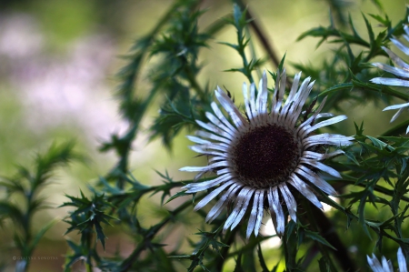 Mountain flower - Mountain, flower, nature, plant