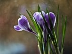 Spring flowers - iris