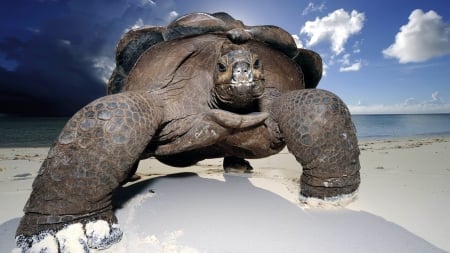 galapagos tortoise on the beach - tortoise, sand, beach, galapagos