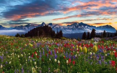 Sunset - mountain - flowers, Sunset, mist, forest, mountain