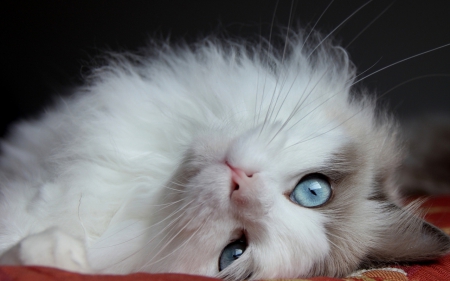 Fluffy cat - cat, animals, cute, fluffy