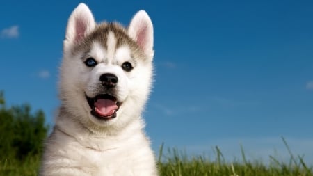 Puppy - Siberian Huski - huski, puppy, dog, siberian