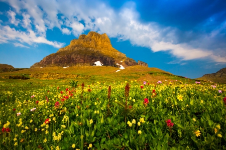 Mountain Wildflowers - clouds, beautiful, springtime, flowers, wildflowers, Glacier National Park, Montana, meadows, mountains