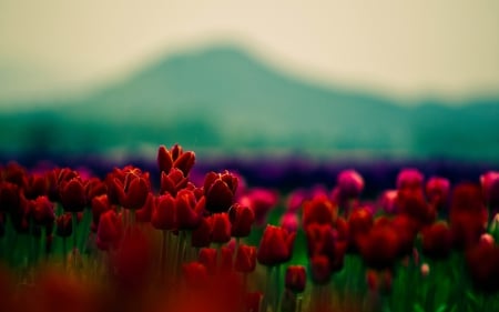 red tulip field - field, tulip, red, flower