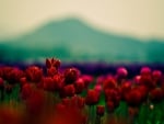 red tulip field