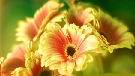 Yellow gerbera - yellow, nature, Flowers, gerbera