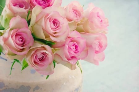 Pink Roses - roses, nature, pink, soft