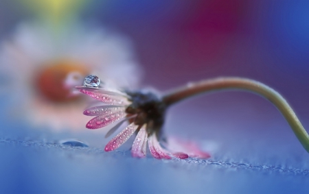 Flower - nature, daisy, flower, soft