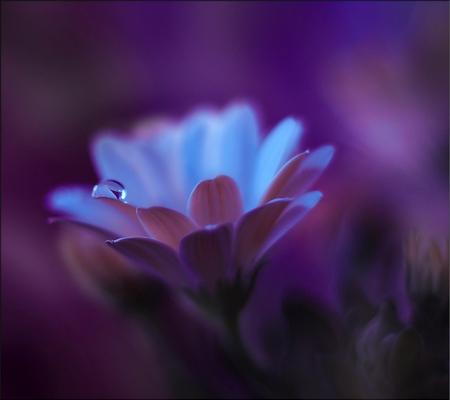 Flower - nature, daisy, flower, soft