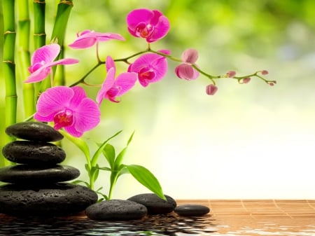 Spa still life - pretty, water, spa, beautiful, orchid, lovely, flower, reflection, pink, still life, bamboo, leaves, stones, harmony