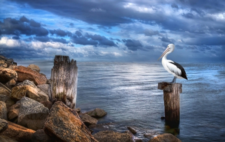 Pelicans Pride - nature, pelicans, ocean, pride