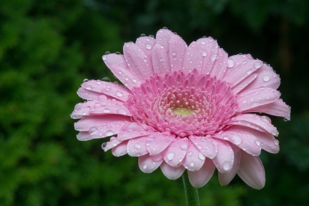 Beautiful Pink Gerbera - fresh, gerbera, pink, beautiful, dew