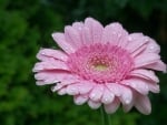 Beautiful Pink Gerbera