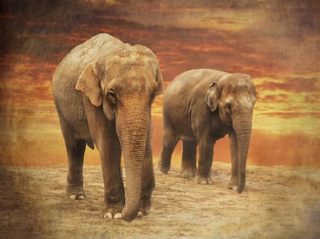 Homeward Bound - Homeward, elephant, animals, Bound