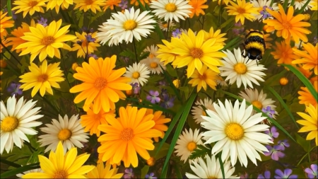 Daisies - bee, white flowers, yellow, yellow flowers, bumblebee, flowers, daisies, white, nature