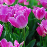 Pink Tulips