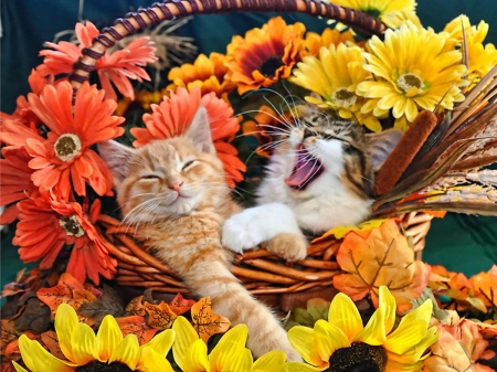 pretty cats - flowers, cats, nature, animals