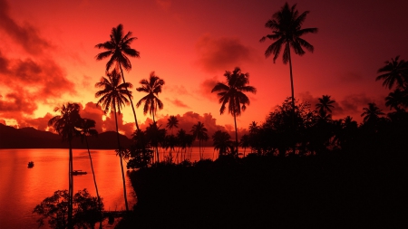 red fijian sunset - sunset, tree, fiji, palm