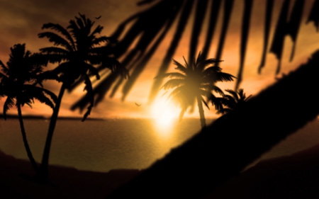 fijian sunset - palm, tree, sunset, ocean, fiji