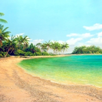 Palm Trees Along The Beach