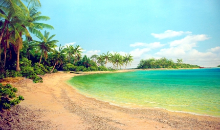 Palm Trees Along The Beach - green water, summer, beautiful, sandy beach, sea, island, tropical, palm trees, foliage