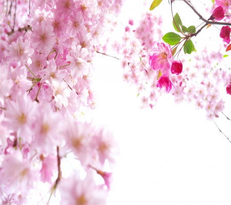 Cherry blossom - blossom, flowers, pink, spring