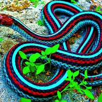 Colorful Snake