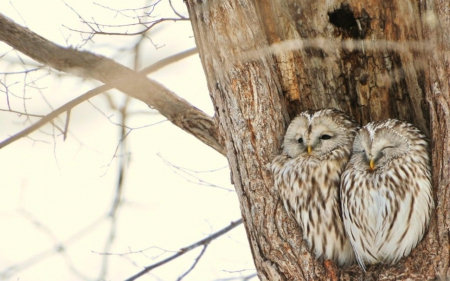 Cute Owls - tree, animals, cute, owls