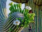 Cacti Flowers