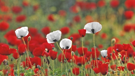 Red & White - blossoms, poppies, landscape, spring, field