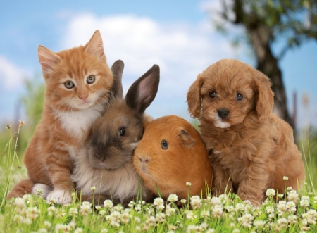 Friends of the family - family, cat, freinds, puppy, bunny, dog