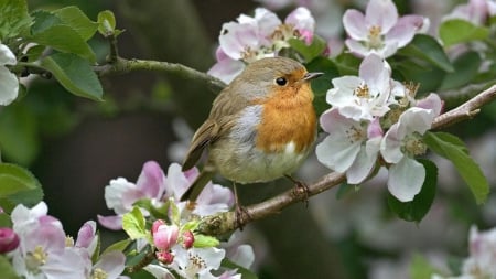 Small bird on the blosssoming tree - bird, tree, blossom, animals