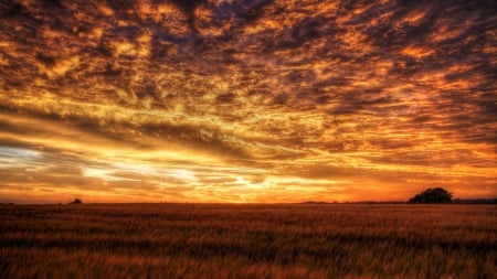 Sunset - field, sky, sunset, clouds